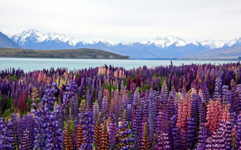 Central Districts vs Otago How to Choose Your Best NZ Destination